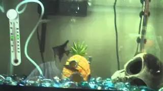 Quick Update on 10 Gallon Fish Tank With Matt Thefishman