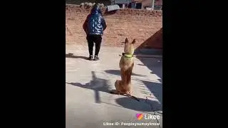 Irebere imbwa yigana shebuja  gukora sports kakahava!