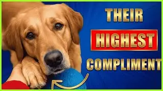 7 Deepest Compliments a Dog Can Give You (Most Owners Miss #2)