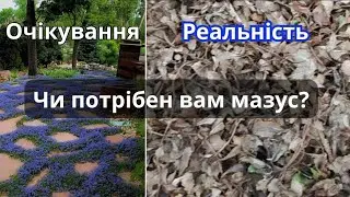 Мазус ползучий зимой и весной