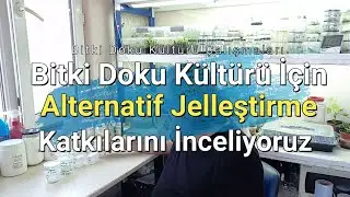 Мы изучаем альтернативные желирующие добавки для культуры тканей растений