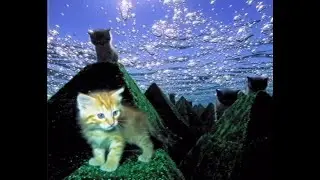 kittens jungle type beat