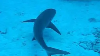 Caribbean Reef Shark - Scuba Diving with Sea Experience
