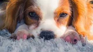 Cavalier Spaniel Birthday Bash Paw ty Fit for a Prince!
