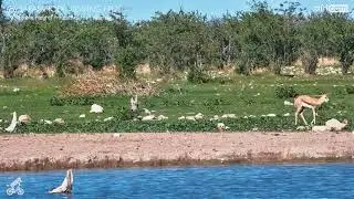 Feisty Feeding Time - Springbok Lamb Demands Milk