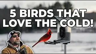 Don't Put Your Feeder Away! (Meet the Cold-Weather Crew)