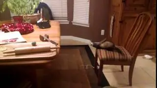 Ferret Jump Fail