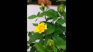 ###English yellow roses by the Gardener's  yellow Rose