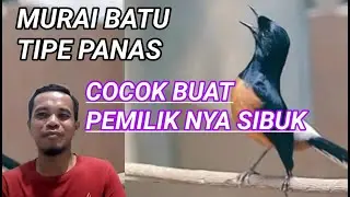 Murai batu tipe panas paling mudah perawatan nya