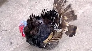 Sibaltan village scenes with turkey and apple picking
