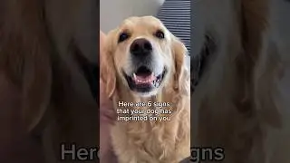 Here are 6 signs your dog has imprinted on you #goldenretriever #dog #dogshorts #doglover