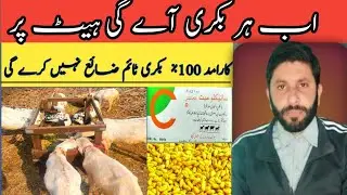 Goat Not Coming in Heat? 100% Working & Proven Breeding Solution