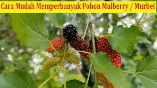 Cara Mudah Memperbanyak Pohon Mulberry / Murbei / Besaran - Cara Stek Pohon Murbei / Mulberry