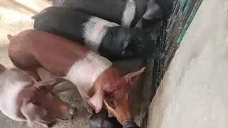 F1 piglet 3 mahor puwali 22 kg # Diganta pig Farm in Assam #
