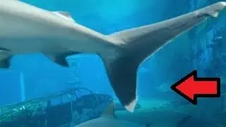 virtual dive, come along relax let go an apple for your mind