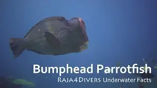 Bumphead Parrotfish - by Raja4Divers