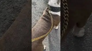 Gold Cuban dog leash & spike collar review