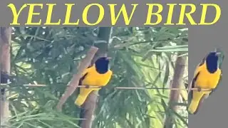 Yellow Bird Singing | Black-naped Oriole in My Garden
