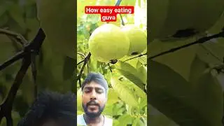 #guava #nature #fruitcutting #farming New#facts #funny #viralvideos #freefire
