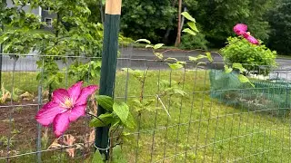 124 A few flowers(Clematis ,Roses) in Asparagus garden!