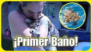 🐱 BAÑANDO A NUESTRO GATITO POR PRIMERA VEZ 💦 ¿Miedo Al Agua? + Si REACCION #hifamilyteam