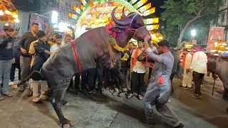 #Khairatabad Sadar 2025 | Khairatabad Sadar Sayyata Celebrations 2025 | Sadar Sayyata 2025 