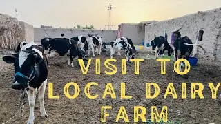 Visit to A local Dairy Farm | Pishin Balochistan Pakistan.