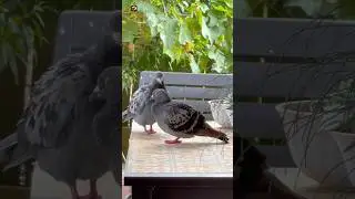 Pigeon sounds ❤️  ( Pigeon pair )