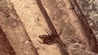 noble false widows spider vs larva ladybug