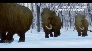 CLONING THE WOOLLY MAMMOTH &ndash; THE OZONE FACTOR SERIES