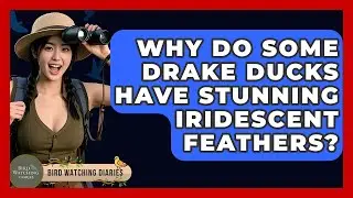 Why Do Some Drake Ducks Have Stunning Iridescent Feathers? - Bird Watching Diaries