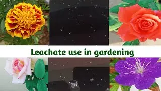 Leachate benefits in the gardening/From compost bins