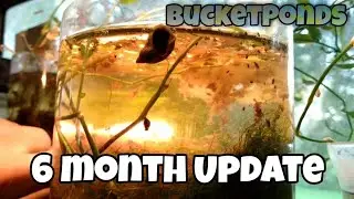 2 Liter Planted Snail Habitat + Thriving Worm & Paramecia Culture
