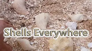 Secret Florida Shellhounding Location In The Town Of Sebastian