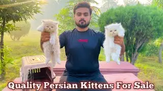 Persian Kittens Price in Pakistan/Cat Baby/Blue Eyes/Triple Coat/Punch Face/Cats Kittens Shop/Market