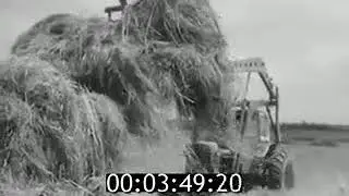 Заготовка кормов 1970 | Stocking up of fodder for cattle 1970