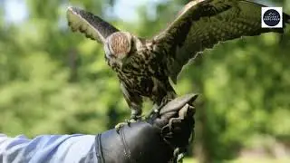 Horus, the falcon
