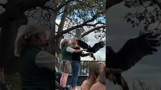 Awesome #birdshow at #tarongazoo 🦅! #tarongazoobirdshow #tarongazoosydney