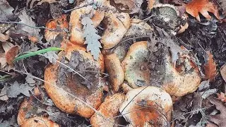 Russulaceae грибная охота