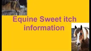 Learn what Equine Horse Sweet itch problem symptoms and treatment information video