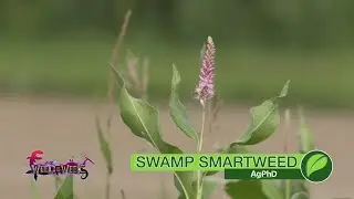 Weed of the Week #1015 Swamp Smartweed