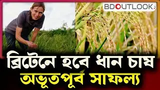 ব্রিটেনে প্রথমবার সফল ধান চাষ | Rice Cultivation Success in the UK