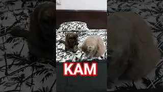 Cat | Cute Cats | KAM'S cat | Sona  Fairy #cats #shorts #blisswithkam #reels #fyp #ytshorts