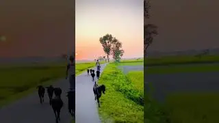 Good morning video #village #nature #relax #youtubeshorts #ytshorts #shorts