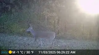 The Surprising Wildlife on My Appalachian Farm