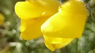 European Gorse - Ulex europaeus - Hr&ouml;kkvi&eth;ur  - Gir&eth;ir - Hvinvi&eth;ur - Bl&oacute;mstrandi runnar