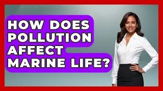 How Does Pollution Affect Marine Life? | The Marine Life Explorer