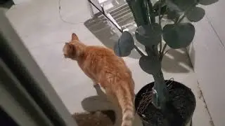 Rusty 😸 visit us at night