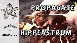 Radical Propagation - Hippeastrum (amaryllis) Chipping