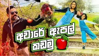 අවාරේ ඇපල් කඩමු 🍎| Melbourne Australia Apple picking in off-season | Behind the scenes